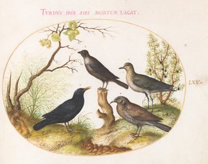 Planche 65 : Merle, étourneau (?) et autres oiseaux
