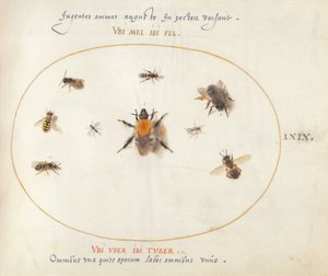 Planche 69 : Neuf abeilles et autres insectes