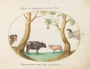 Planche 6 : Une variété de bœufs avec un bélier et un buffle d