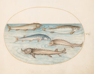 Planche 6 : cinq poissons-chats et esturgeon (?) - Joris Hoefnagel
