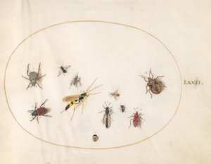 Planche 72 : Punaise des bois, punaise de cannelle, guêpe et autres insectes - Joris Hoefnagel
