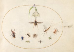 Planche 77 : bombyle ponctué avec une fleur blanche, une éphémère, un charançon bleu et d