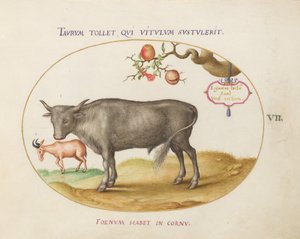 Planche 7 : Un taureau et un animal à cornes - Joris Hoefnagel