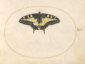 Planche 7 : Papillon queue d