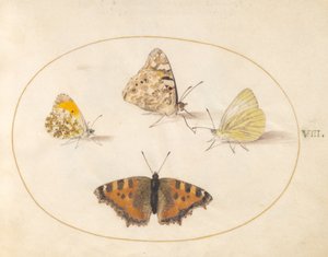 Orange Tip, Painted Lady, Southern Small White et Small Tortoiseshell Butterflies (planche 8) - Joris Hoefnagel