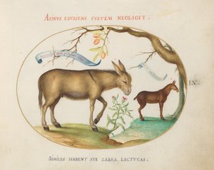 Planche 9 : Un âne et une mule