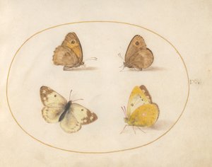 Planche 9 : Papillons Meadow Brown, Gatekeeper, Clouded Yellow et Bath White - Joris Hoefnagel