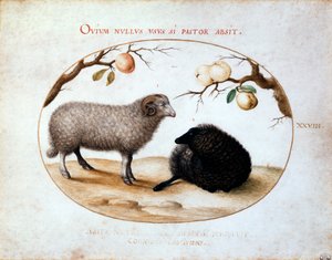 Bélier, mouton noir et deux branches de pommier, 16ème siècle - Joris Hoefnagel