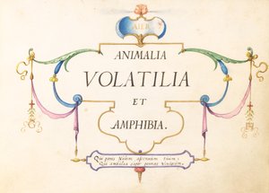 Page de titre - Joris Hoefnagel