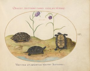 Tortue, c.1575-80 - Joris Hoefnagel