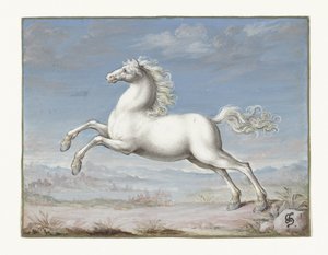 Cheval blanc