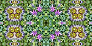 Créatures : Fourmis dans le champ de fleurs de la passion - Josef Johann Michel