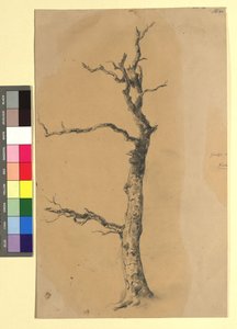 Studie eines kahlen Baumes - Josef Kriehuber