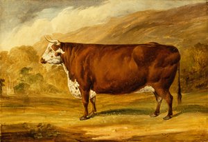 Un taureau Hereford - Joseph Dunn