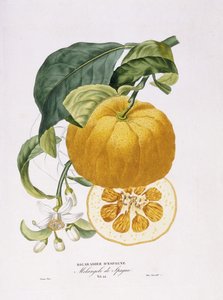 Histoire naturelle des orangers, 1818-20 - Joseph Antoine Risso