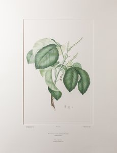 Allophyllus cobbe (Sapindaceae) - Planche 365, Florilège de Banks, vers 1771-84 - Joseph Banks