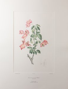 Bouganvillea spectabilis (Nyctaginaceae) - Planche 355, Florilège de Banks, vers 1771-84 (gravure sur cuivre sur papier) - Joseph Banks