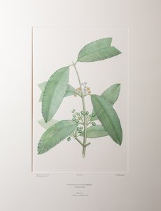 Calophyllum soulattri (Guttiferae) - Planche 362, Florilège de Banks, vers 1771-84 (gravure sur cuivre sur papier) - Joseph Banks