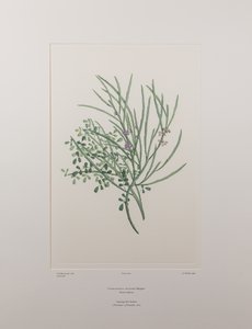 Carmichaelia solandri (Leguminosae) - Planche 429, Florilège de Banks, vers 1771-84 - Joseph Banks