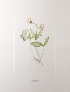 Cattleya forbesii (Orchidaceae) - Planche 358, Florilège de Banks, c.1771-84