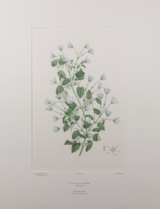 Clematis forsteri (Ranunculaceae) - Planche 402, Florilège de Banks, c.1771-84 (gravure sur cuivre sur papier) - Joseph Banks