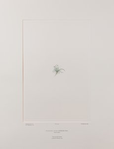 Colobanthus apetalus (Caryophyllaceae) - Planche 414, Florilège de Banks, vers 1771-84 (gravure sur cuivre sur papier) - Joseph Banks