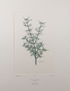 Discaria toumatou (Rhamnaceae) - Planche 426, Banks