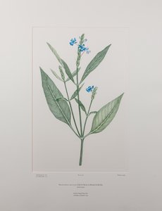 Eranthemum nervosa (Acanthaceae) - Planche 378, Florilège de Banks, c.1771-84 (gravure sur cuivre sur papier) - Joseph Banks