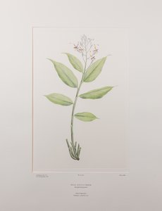 Globba marantina (Zingiberaceae) - Planche 390, Florilège de Banks, c.1771-84 (gravure sur cuivre sur papier) - Joseph Banks