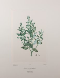 Haloragis erecta (Haloragidaceae) - Planche 439, Florilège de Banks, c.1771-84 (gravure sur cuivre sur papier) - Joseph Banks