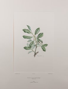 Heberdenia bahamensis (Myrsinaceae) - Planche 395, Florilège de Banks, c.1771-84 (gravure sur cuivre sur papier) - Joseph Banks