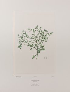 Lepidium flexicaule (Cruciferae) - Planche 409, Florilège de Banks, c.1771-84 - Joseph Banks