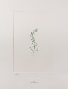 Lythrum junceum (Lythraceae) - Planche 392, Florilège de Banks, vers 1771-84 (gravure sur cuivre sur papier) - Joseph Banks