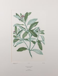 Pittosporum ralphii (Pittosporaceae) - Planche 413, Florilège de Banks, vers 1771-84 - Joseph Banks