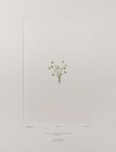 Ranunculus acaulis (Ranunculaceae) - Planche 403, Florilège de Banks, c.1771-84 - Joseph Banks