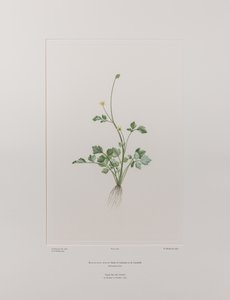 Ranunculus hirtus (Ranunculaceae) - Planche 404, Florilège de Banks, c.1771-84 - Joseph Banks