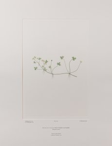 Ranunculus rivularis (Ranunculaceae) - Planche 405, Florilège de Banks, c.1771-84 (gravure sur cuivre sur papier) - Joseph Banks