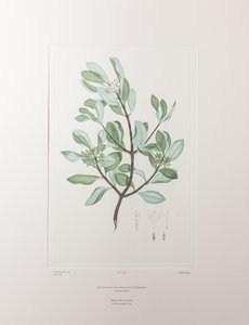 Schyphiphora hydrophyllacea (Rubiaceae) - Planche 148, Florilège de Banks, vers 1771-84 (gravure sur cuivre sur papier) - Joseph Banks