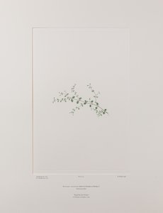 Stellaria parviflora (Caryophyllaceae) - Planche 415, Florilège de Banks, c.1771-84 - Joseph Banks