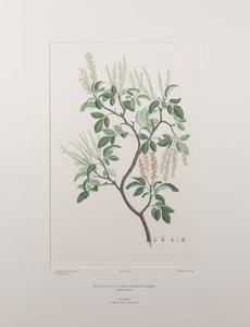 Weinmannia sylvicola (Cunoniaceae) - Planche 436, Florilège de Banks, vers 1771-84 (gravure sur cuivre sur papier) - Joseph Banks