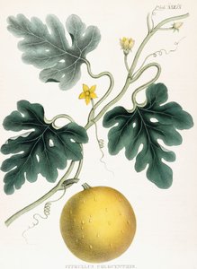 Colocynth, d