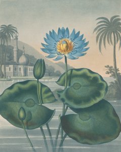 Le Nénuphar bleu égyptien, 11 septembre 1804
