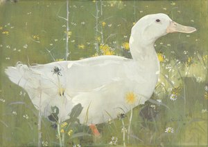 Le canard blanc