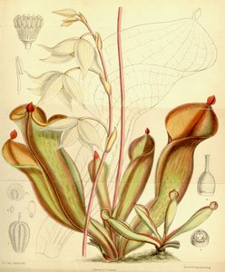 Heliamphora nutans, 1890
