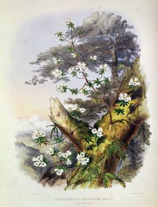 Rhododendron : Dalhousie, dessin de 