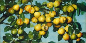 Poires mûrissantes