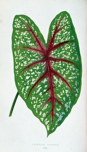 Feuille de Caladium Chantini. Planche botanique dans "Plantes à feuillage coloré" - Joseph Edward and Howard W Lowe