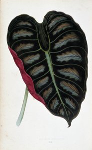 Feuille d