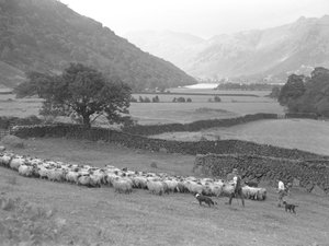 Un fermier, un garçon et deux chiens conduisent un troupeau de moutons dans un champ, avec un lac et des montagnes en arrière-plan.