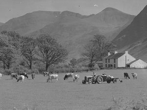 Un agriculteur conduit son tracteur dans un champ avec des vaches, un bâtiment agricole et des champs en arrière-plan.
